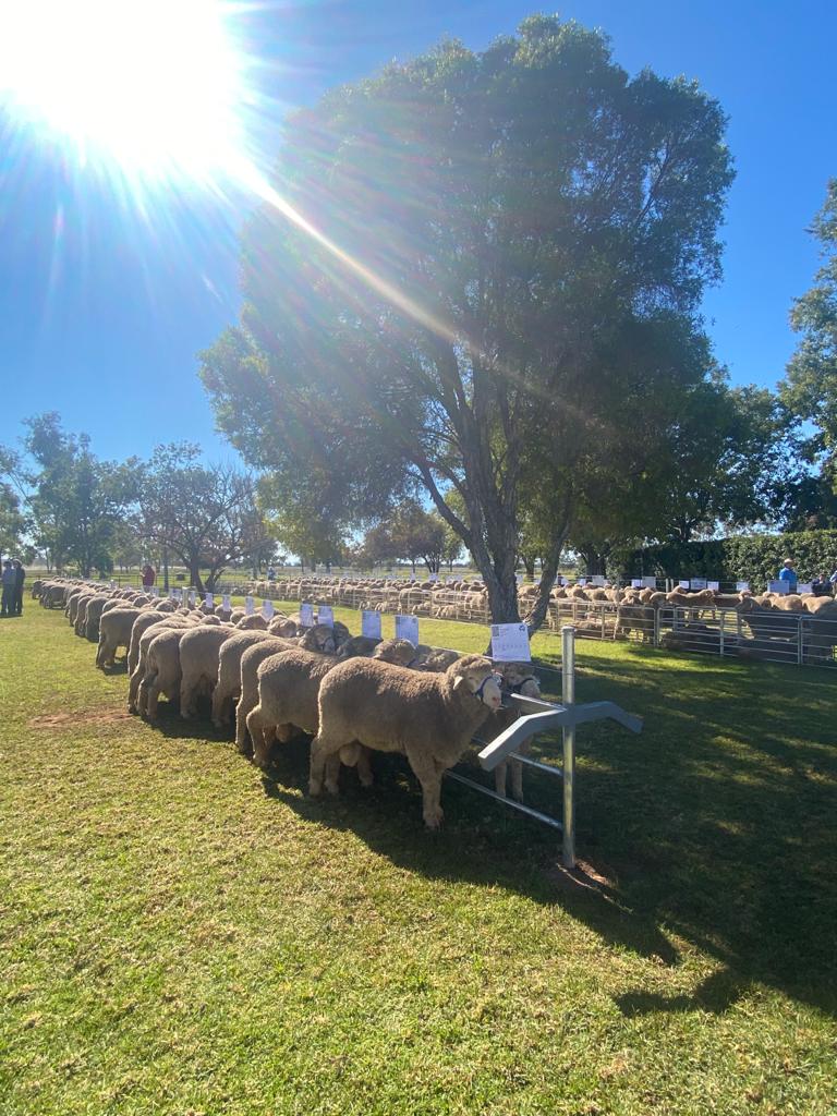 Trade Talk: Using ASBV’s and production traits to select profitable rams