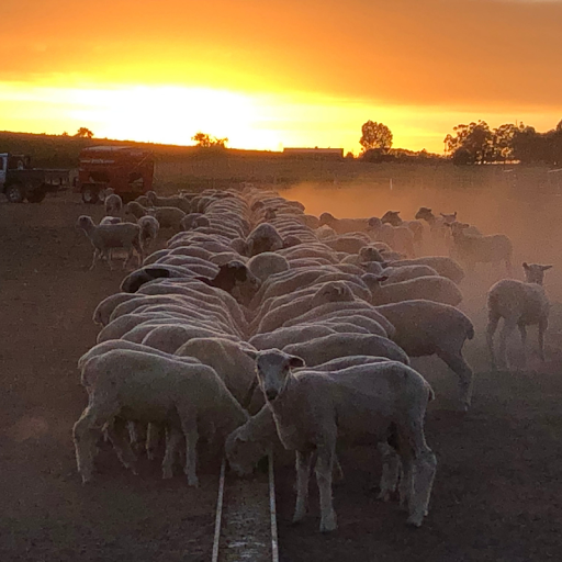Trade Talk: Sheep Feedlotting 101 Webinar